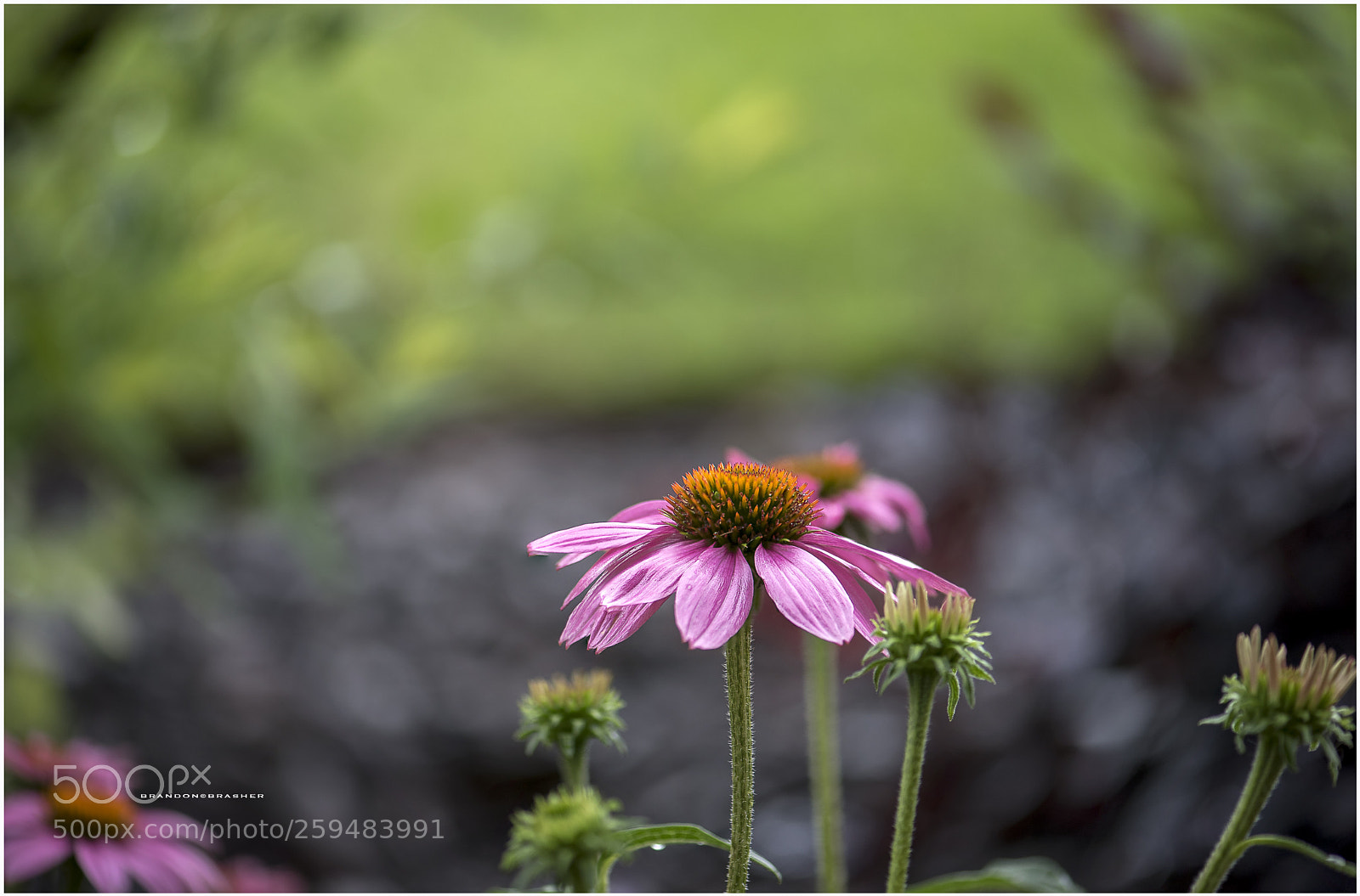 Nikon D750 sample photo. Echinacea photography