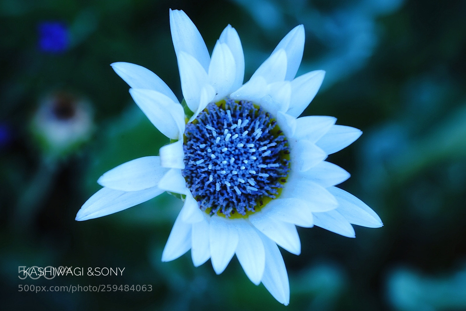 Sony a7 II sample photo. In a blue mood? photography