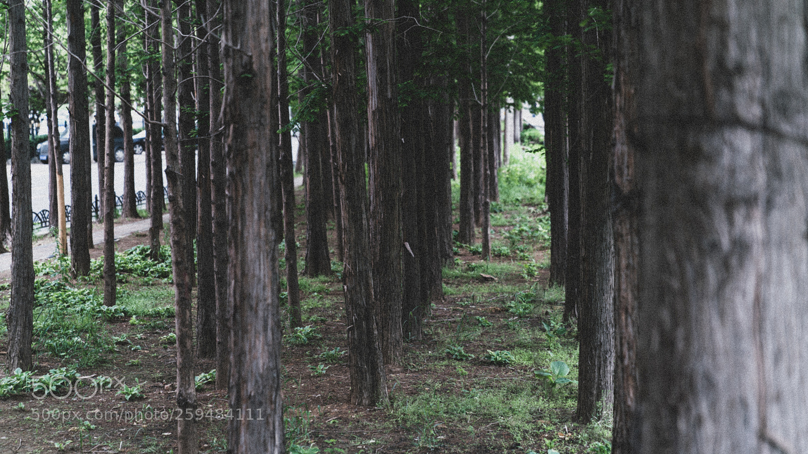 Sony a7R II sample photo. Dalian photography