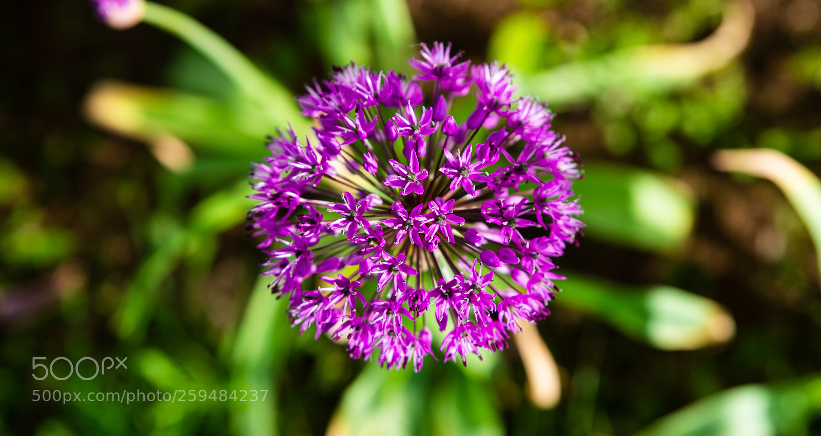 Nikon D800 sample photo. Purple photography