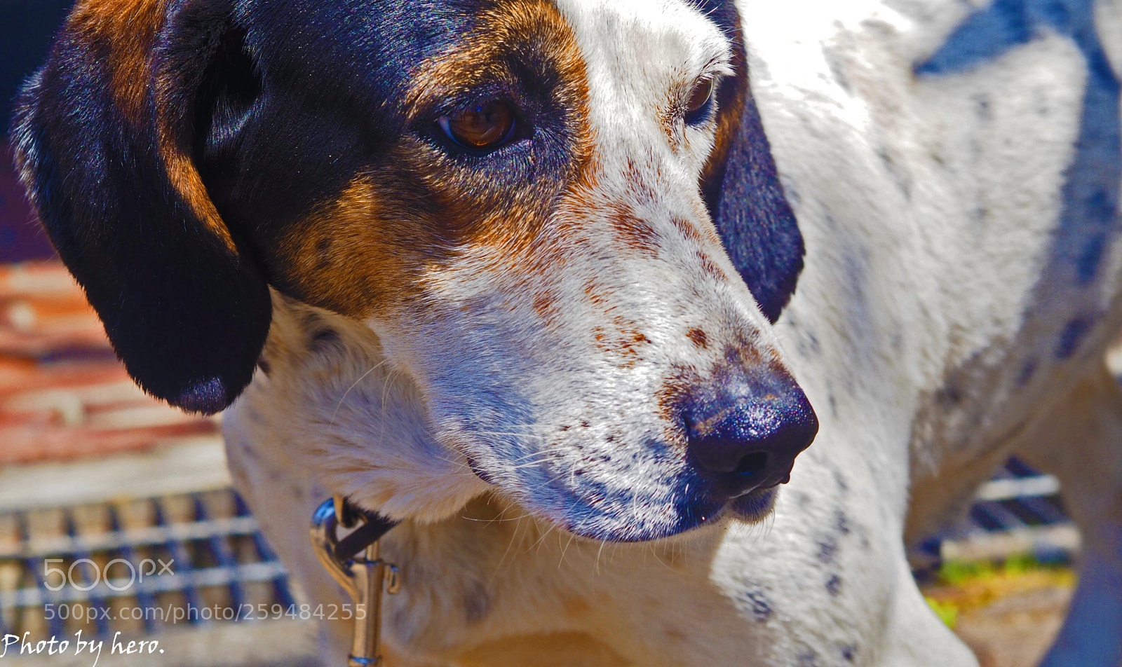 Olympus OM-D E-M10 sample photo. Doggy dog photography