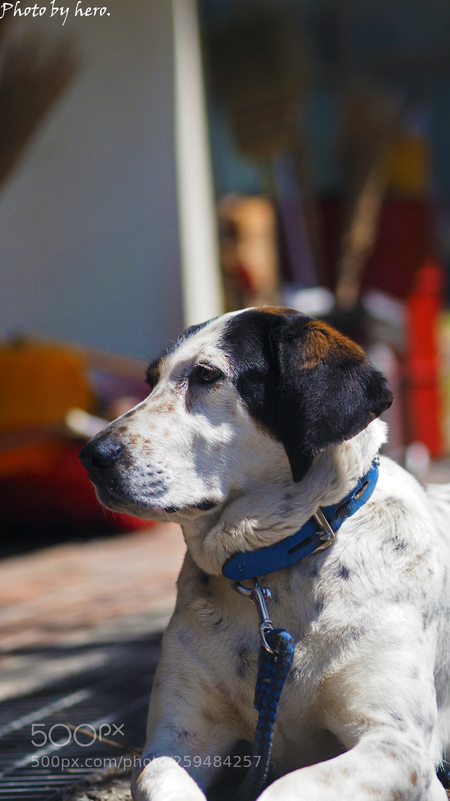 Olympus OM-D E-M10 sample photo. Doggy dog photography
