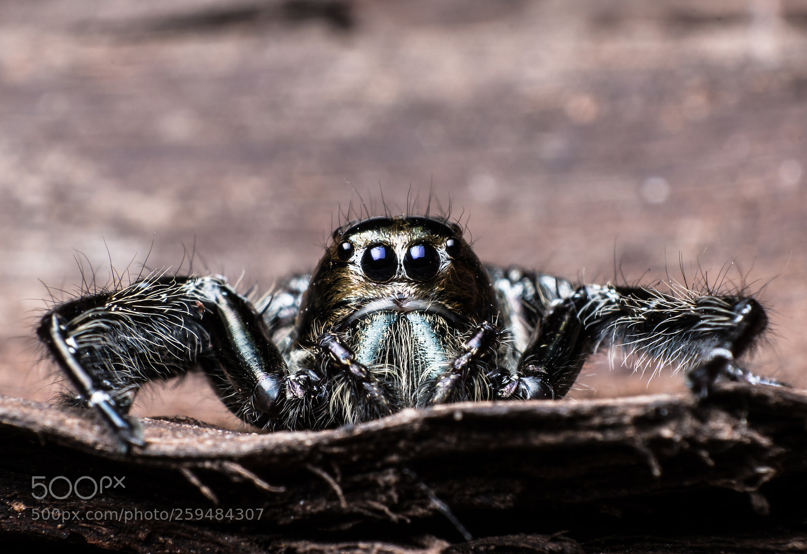 Canon EOS 70D sample photo. Black jumping spider hyllus photography
