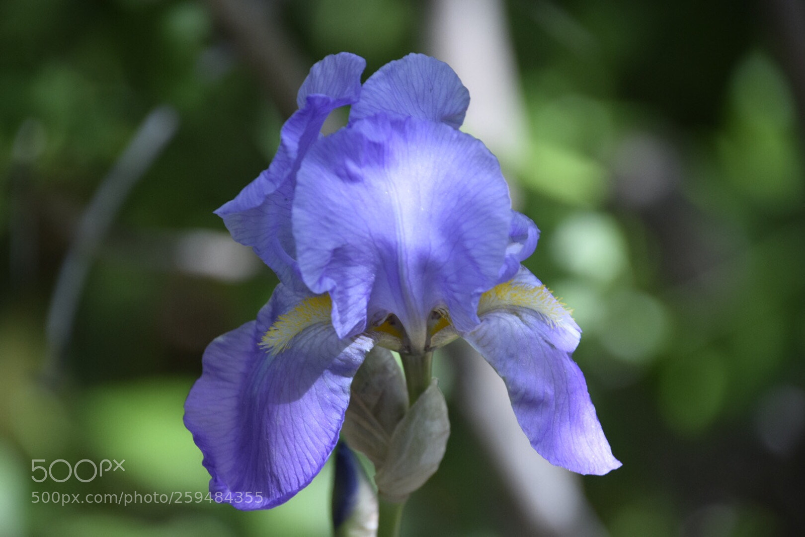 Nikon D5300 sample photo. Iris photography