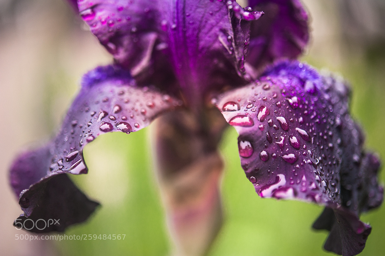 Nikon D700 sample photo. Iris photography