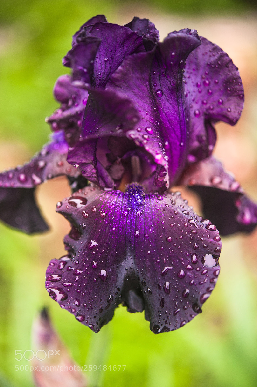 Nikon D700 sample photo. Iris photography