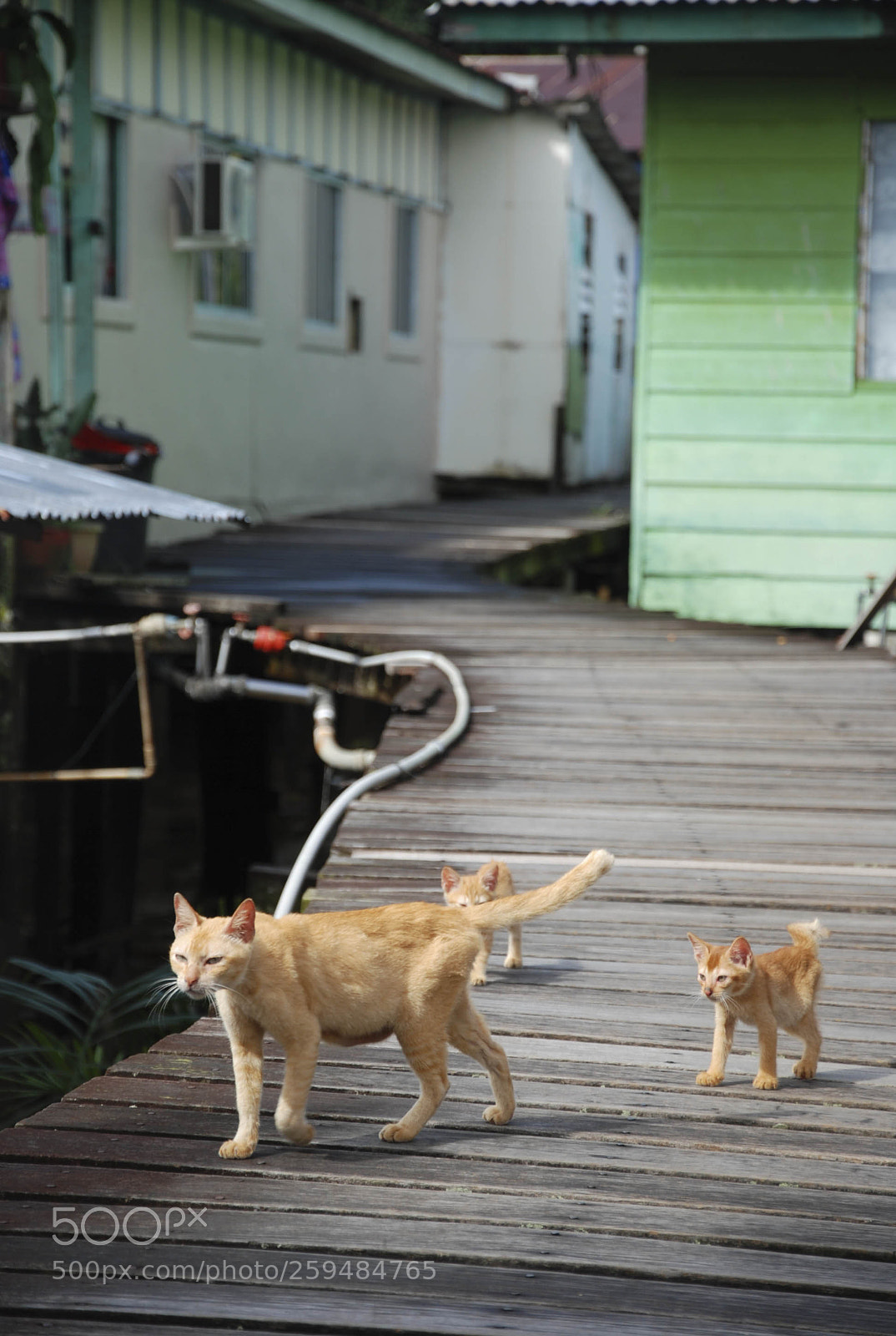 Nikon D60 sample photo. Follow me photography