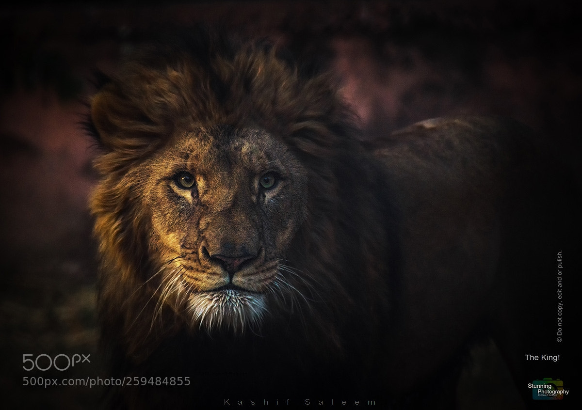 Nikon D7200 sample photo. The king photography