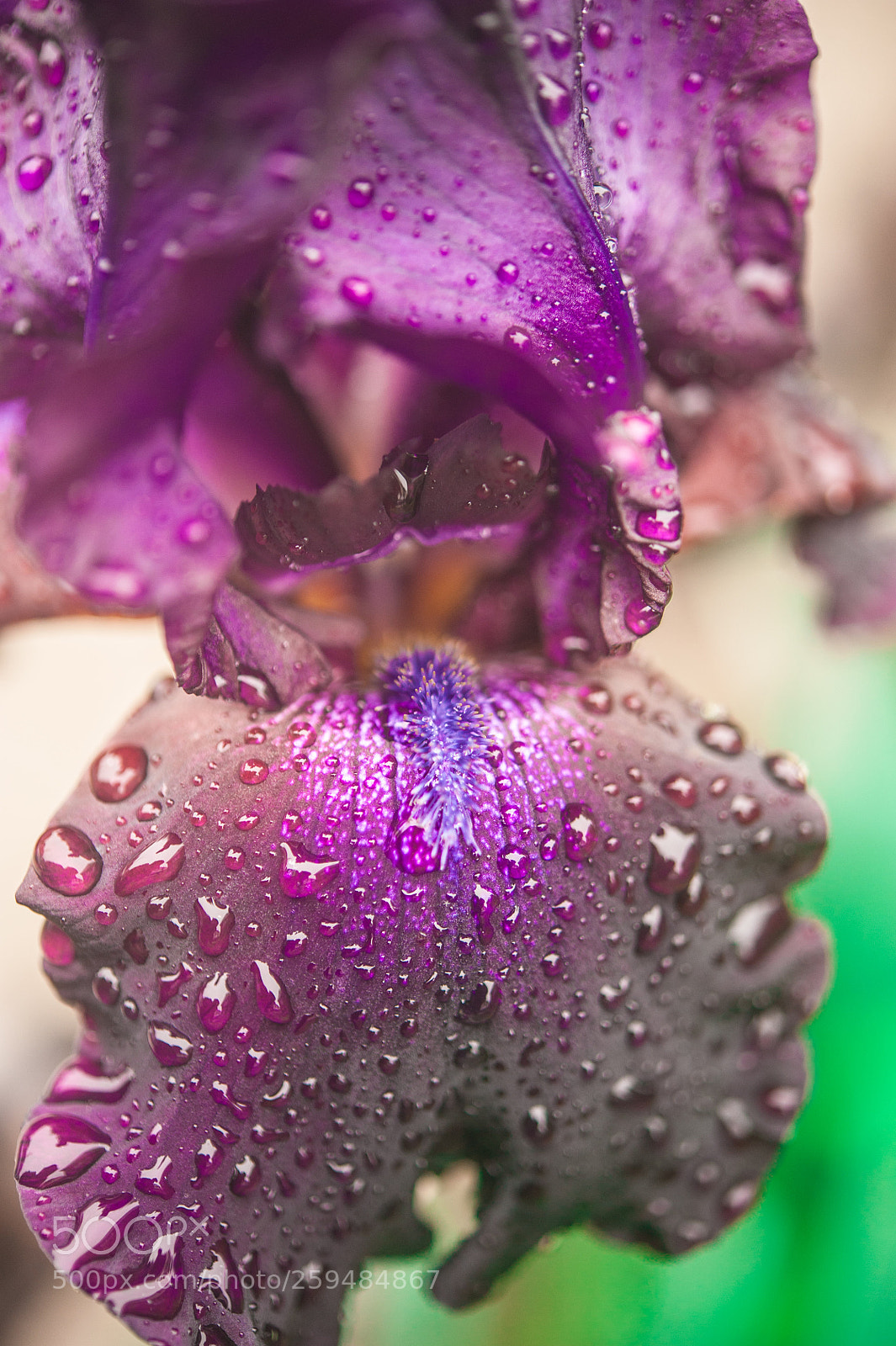 Nikon D700 sample photo. Iris photography