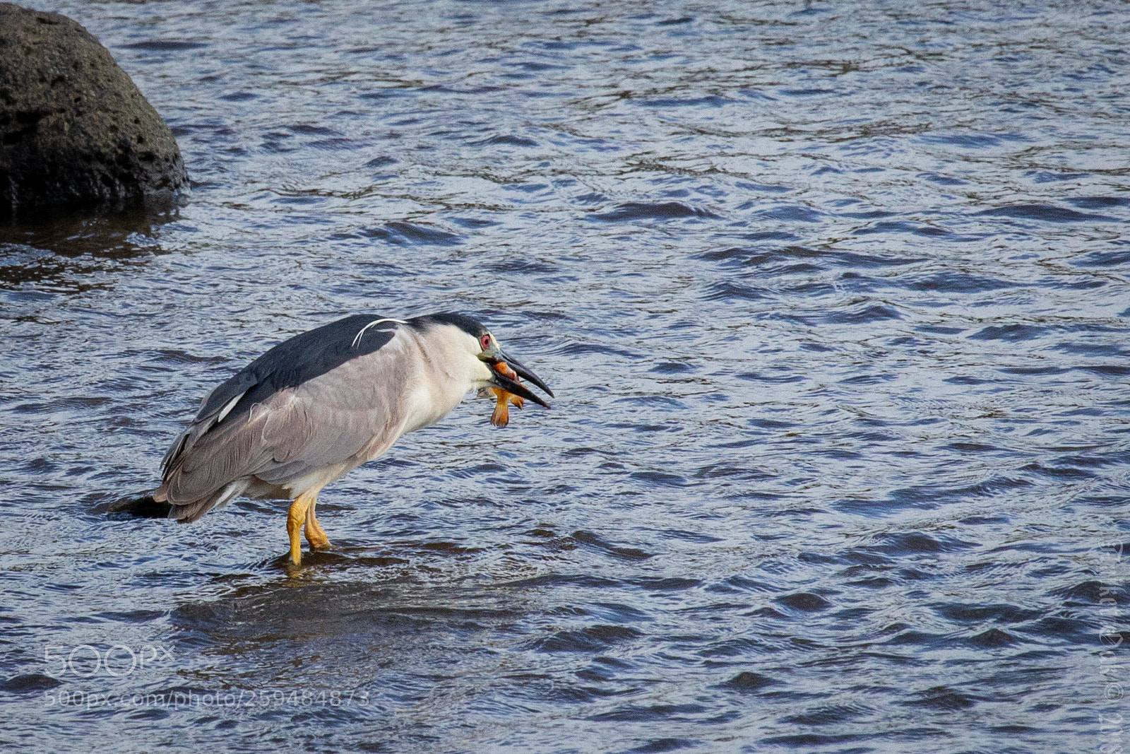 Canon EOS 5D Mark IV sample photo. Go fish photography