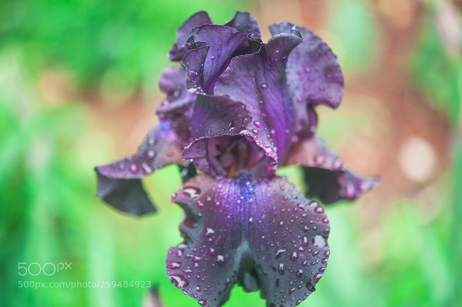 Nikon D700 sample photo. Iris photography