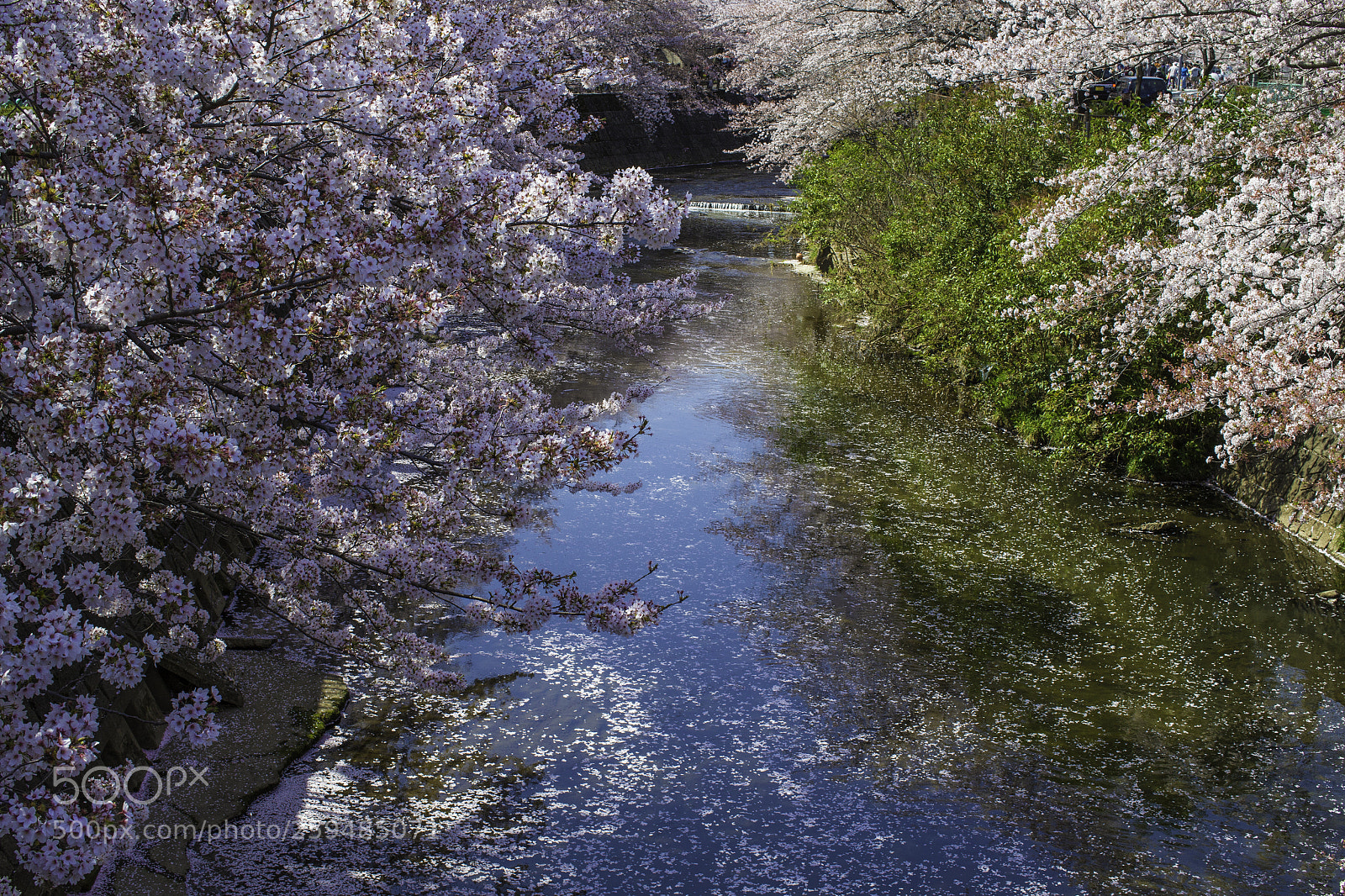 Canon EOS-1D X sample photo. Cherry blossoms photography