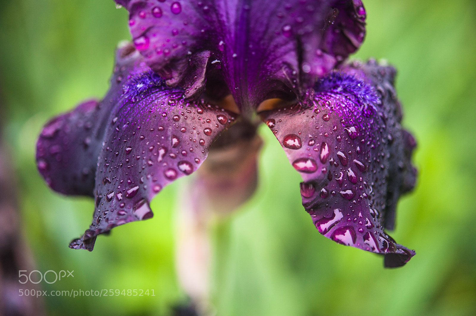 Nikon D700 sample photo. Iris photography