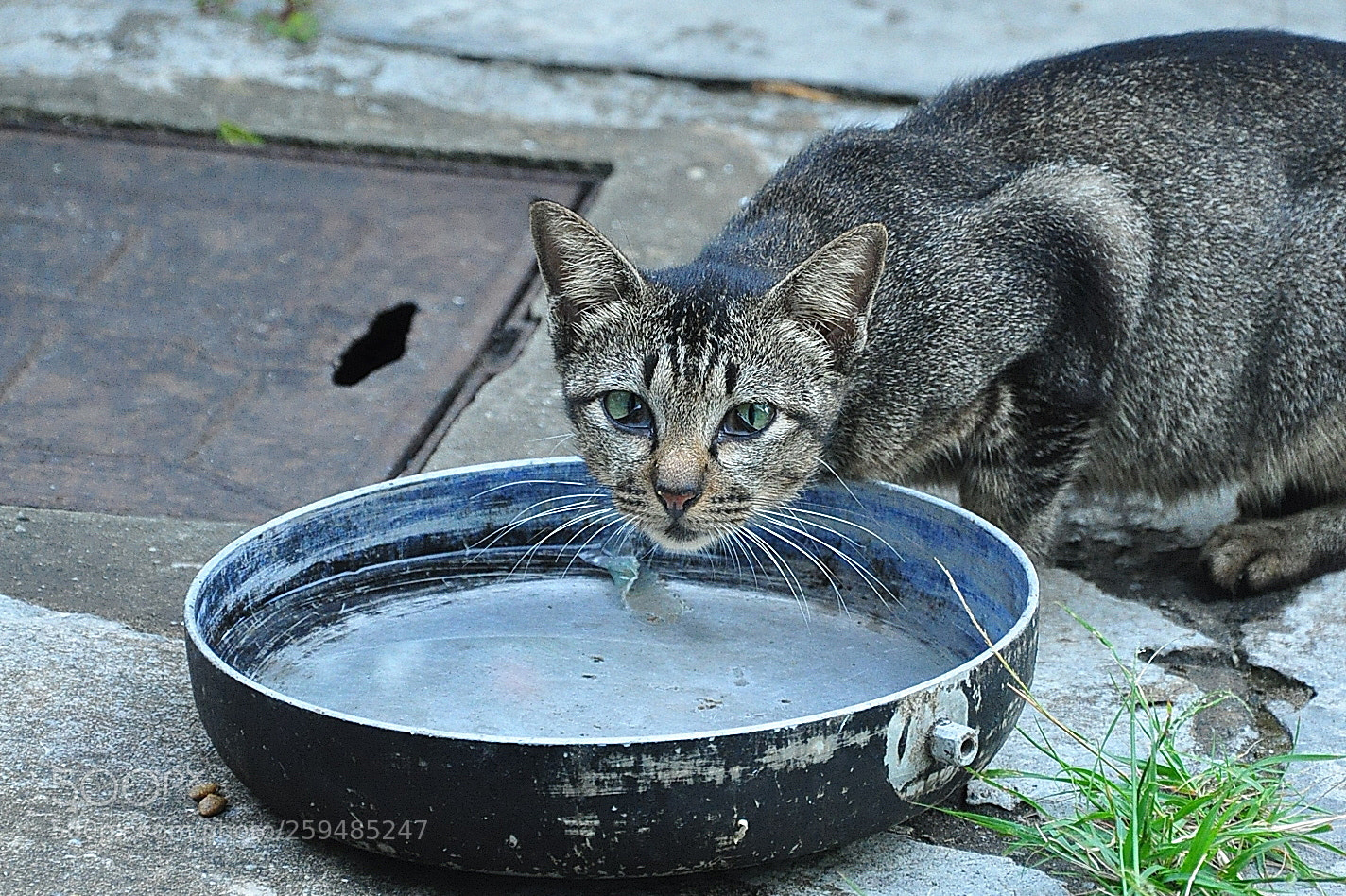 Nikon D90 sample photo. Cat and a bowl photography