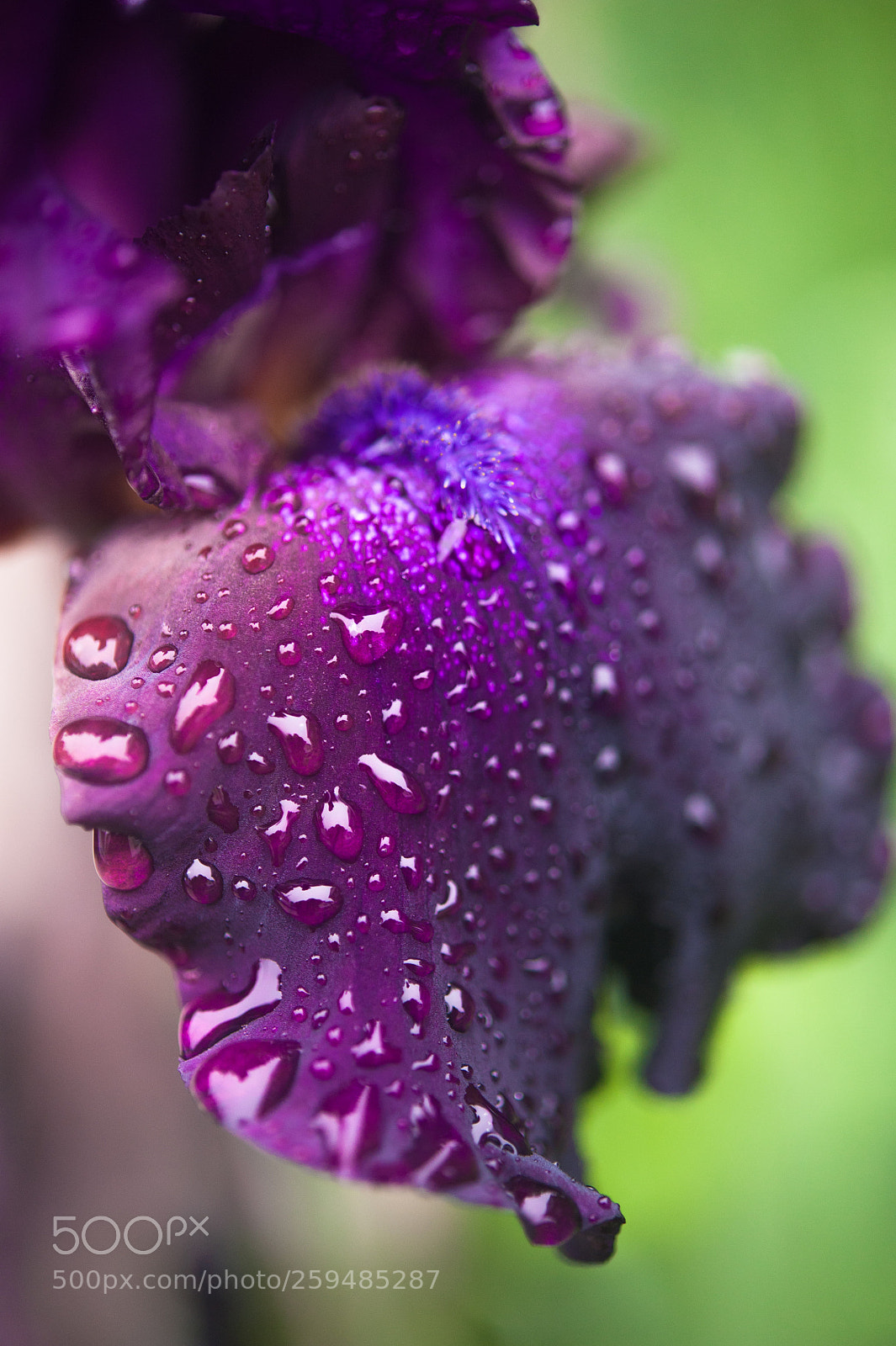 Nikon D700 sample photo. Iris photography