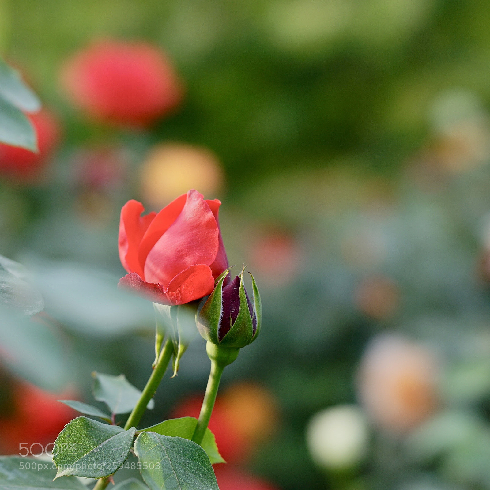 Sony a7 II sample photo. 相依 photography