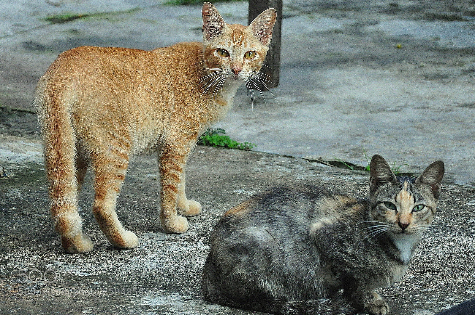 Nikon D90 sample photo. The stare of cats photography