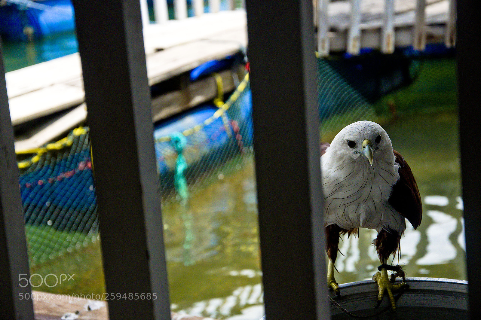 Nikon D90 sample photo. The eagle stare photography