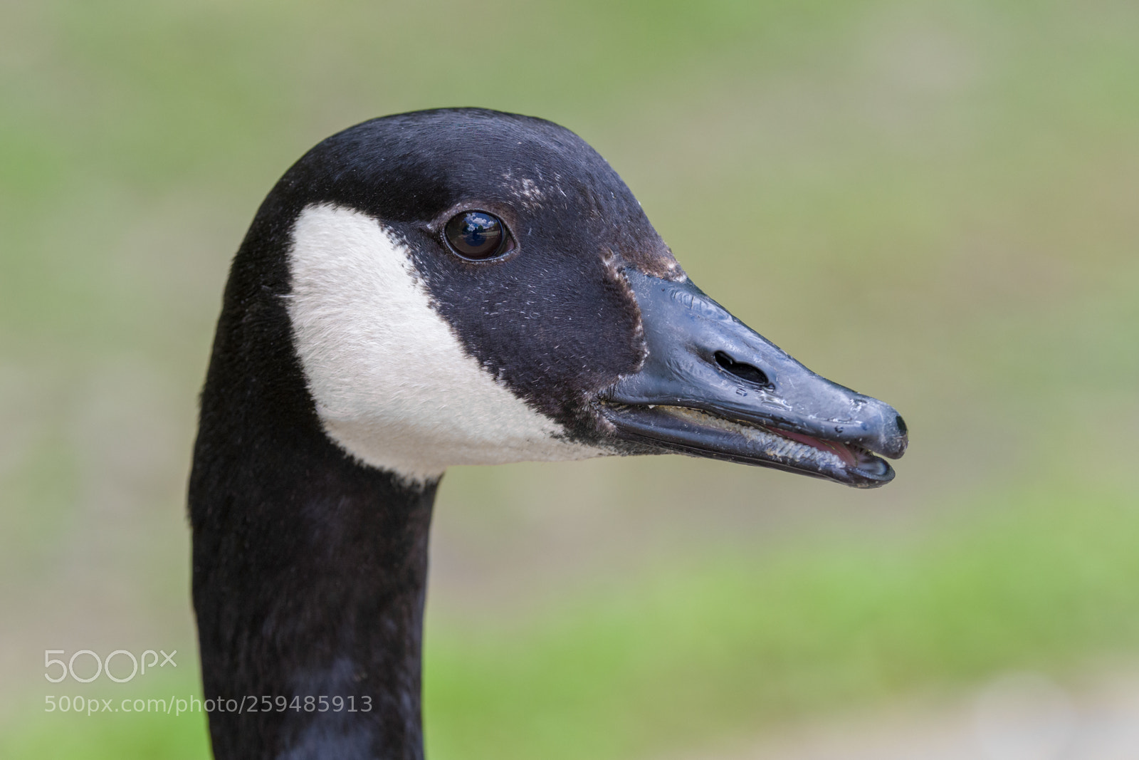 Nikon D500 sample photo. Goose posing for a photography