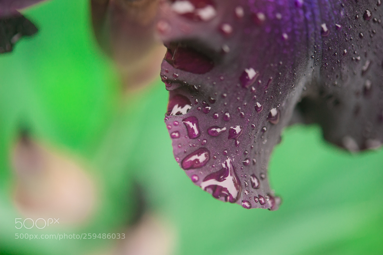 Nikon D700 sample photo. Iris photography