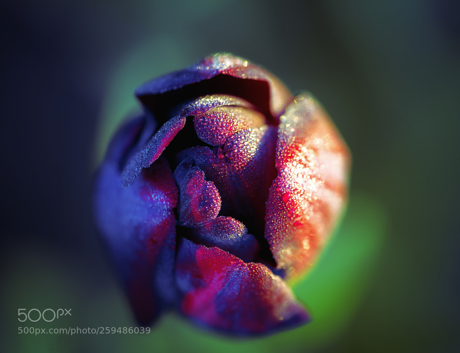 Nikon D800 sample photo. Frozen beauty photography