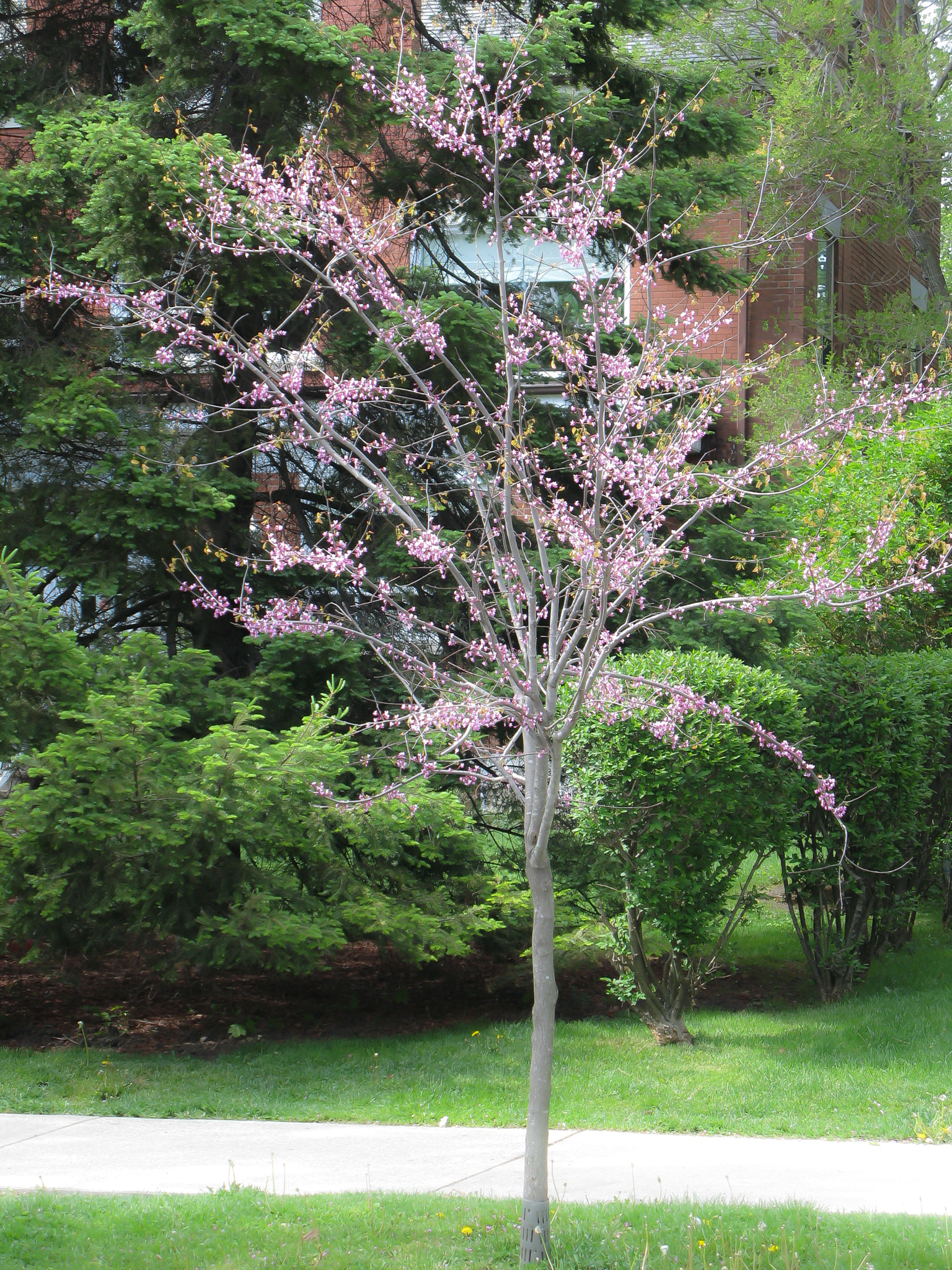 Canon POWERSHOT G7 sample photo. Another bloomin' tree photography