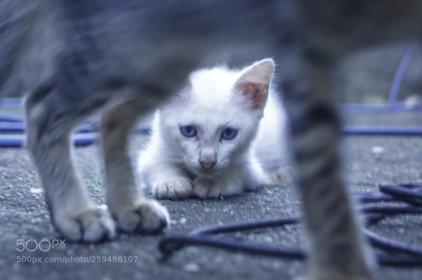 Sony SLT-A55 (SLT-A55V) sample photo. Cat photography