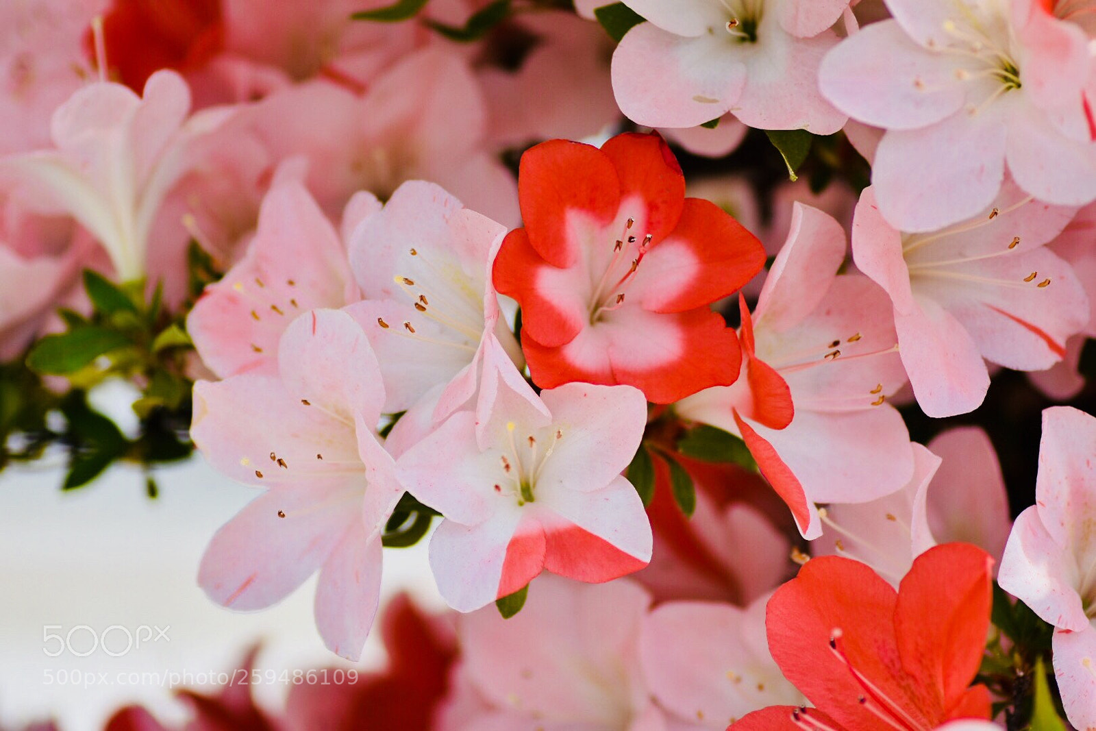 Nikon D7200 sample photo. Satsuki azalea 1
 photography