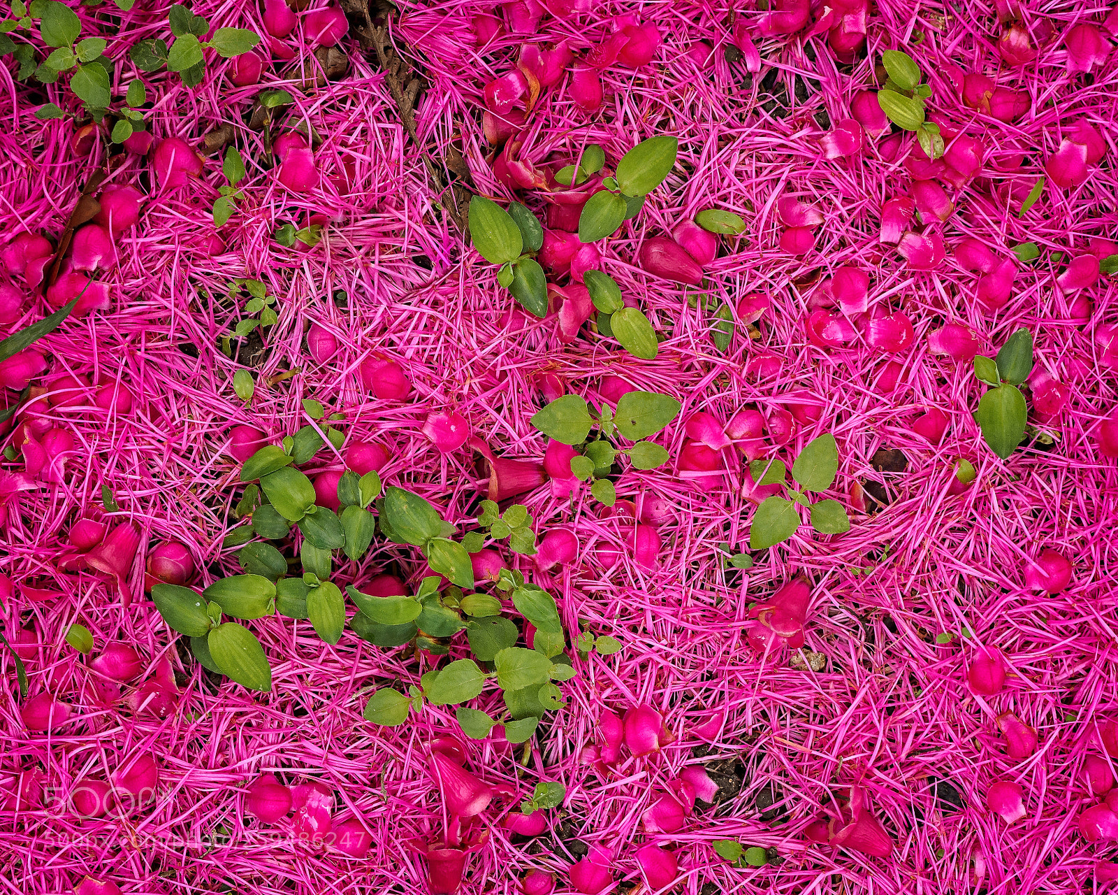 Olympus OM-D E-M1 sample photo. Giant lau lau flowers photography