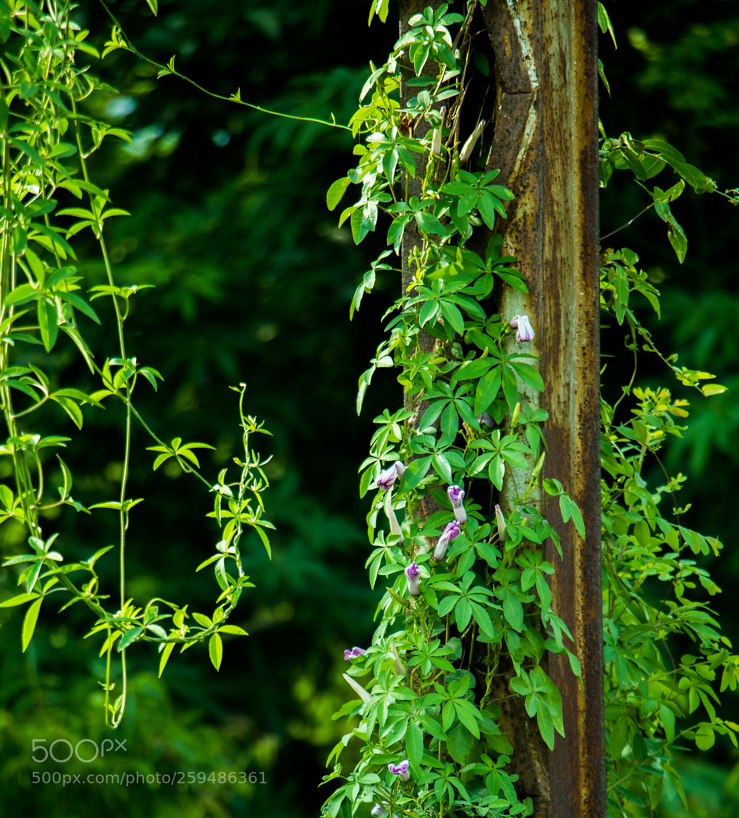 Canon EOS 760D (EOS Rebel T6s / EOS 8000D) sample photo. Nature's beauty photography