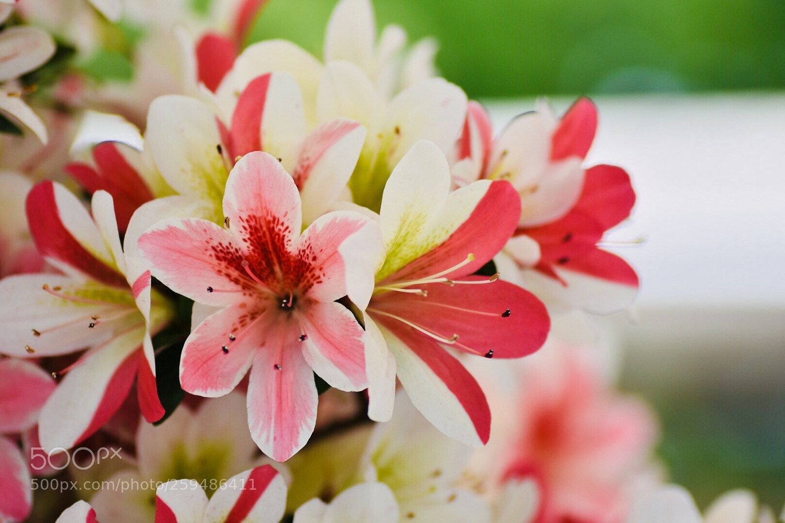 Nikon D7200 sample photo. Satsuki azalea 2 photography