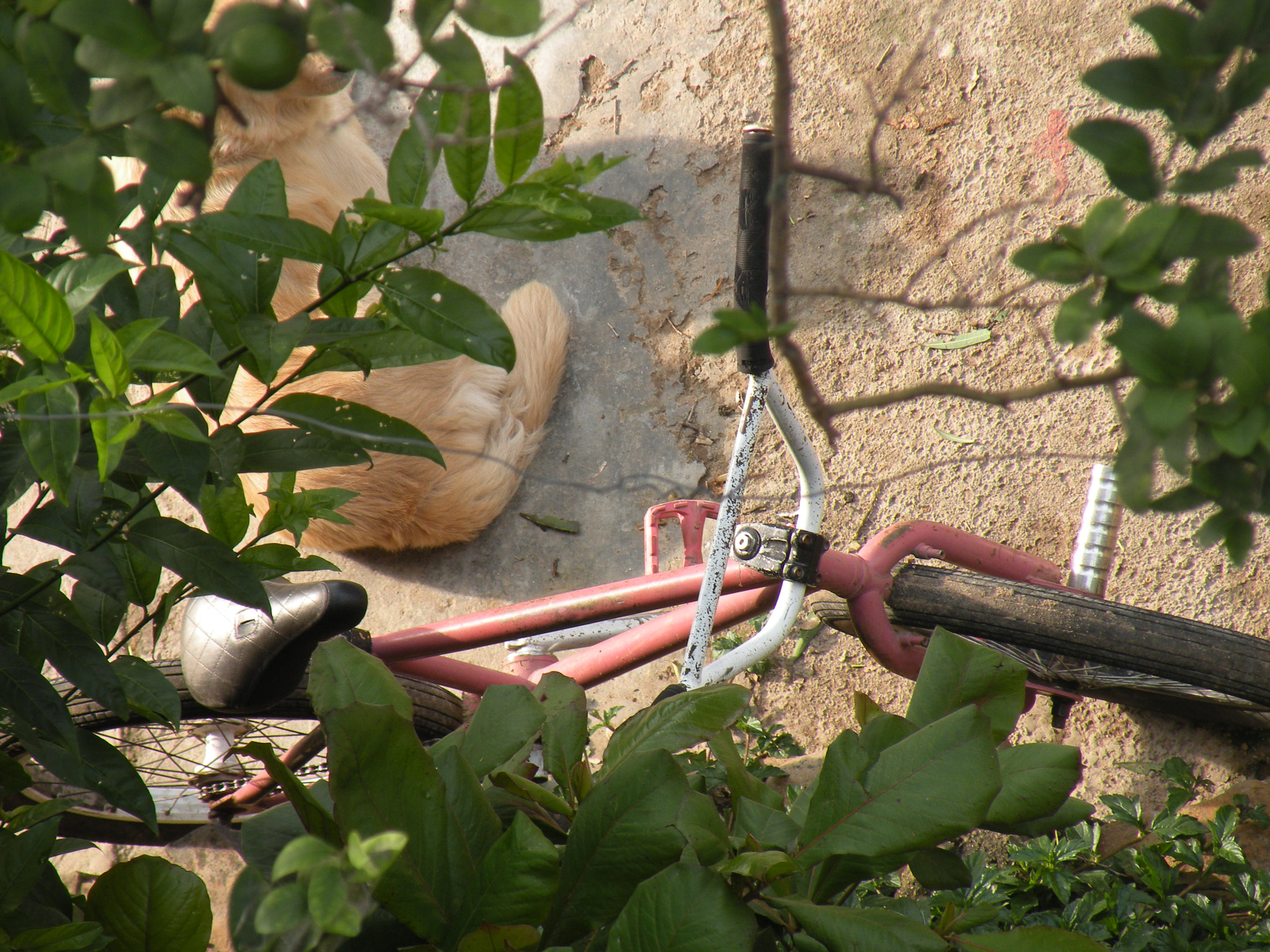 Nikon Coolpix P80 sample photo