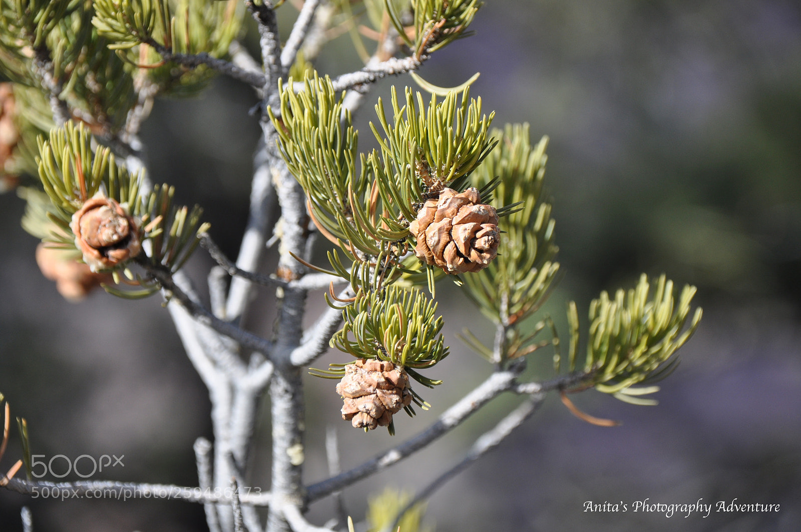 Nikon D90 sample photo. Nature at its best photography
