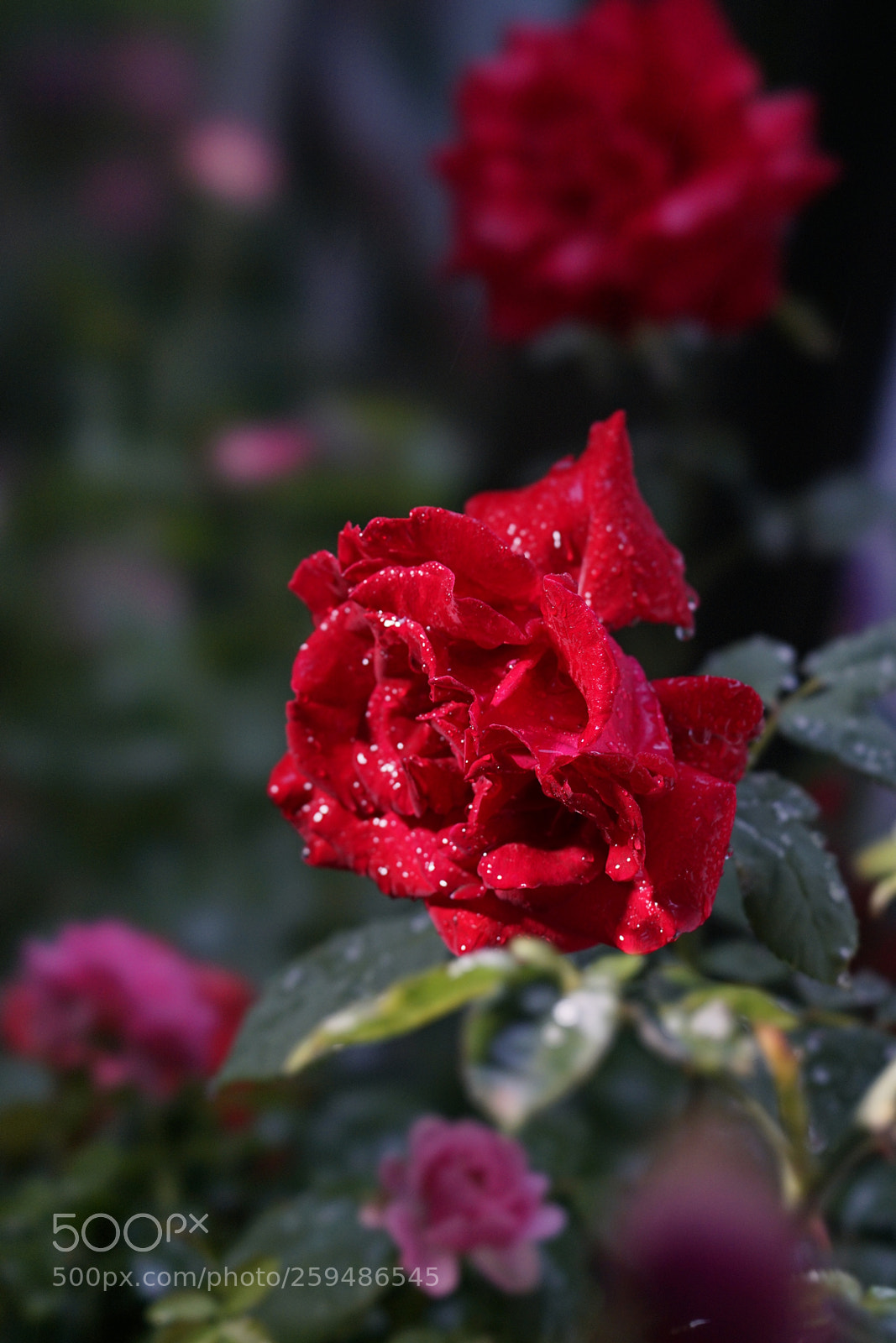 Sony a7 II sample photo. 雨纷纷，花动人 photography