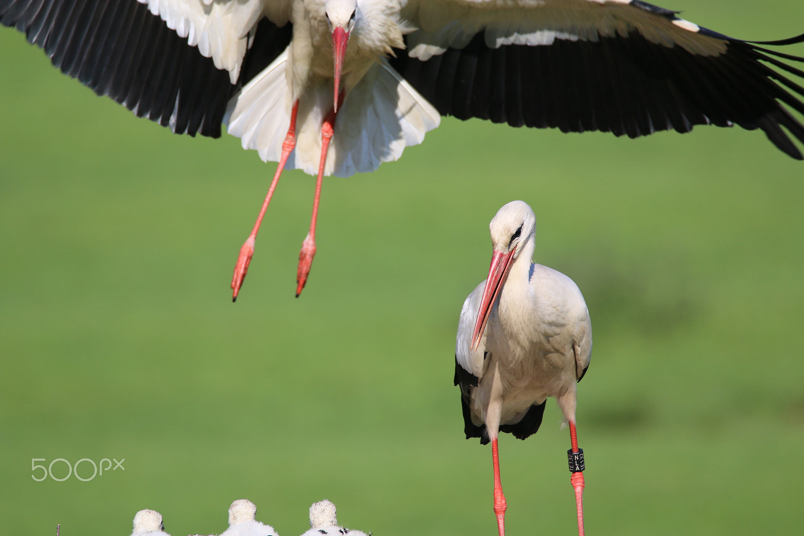 Sigma 150-600mm F5-6.3 DG OS HSM | C sample photo. White stork is landing [1] photography