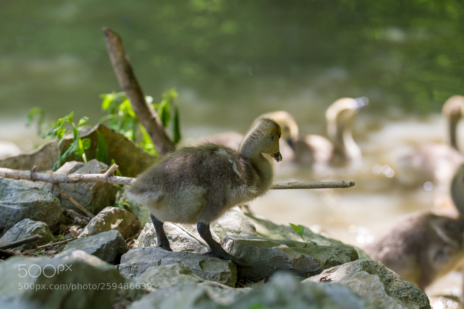 Nikon D500 sample photo. Tentative duckling photography