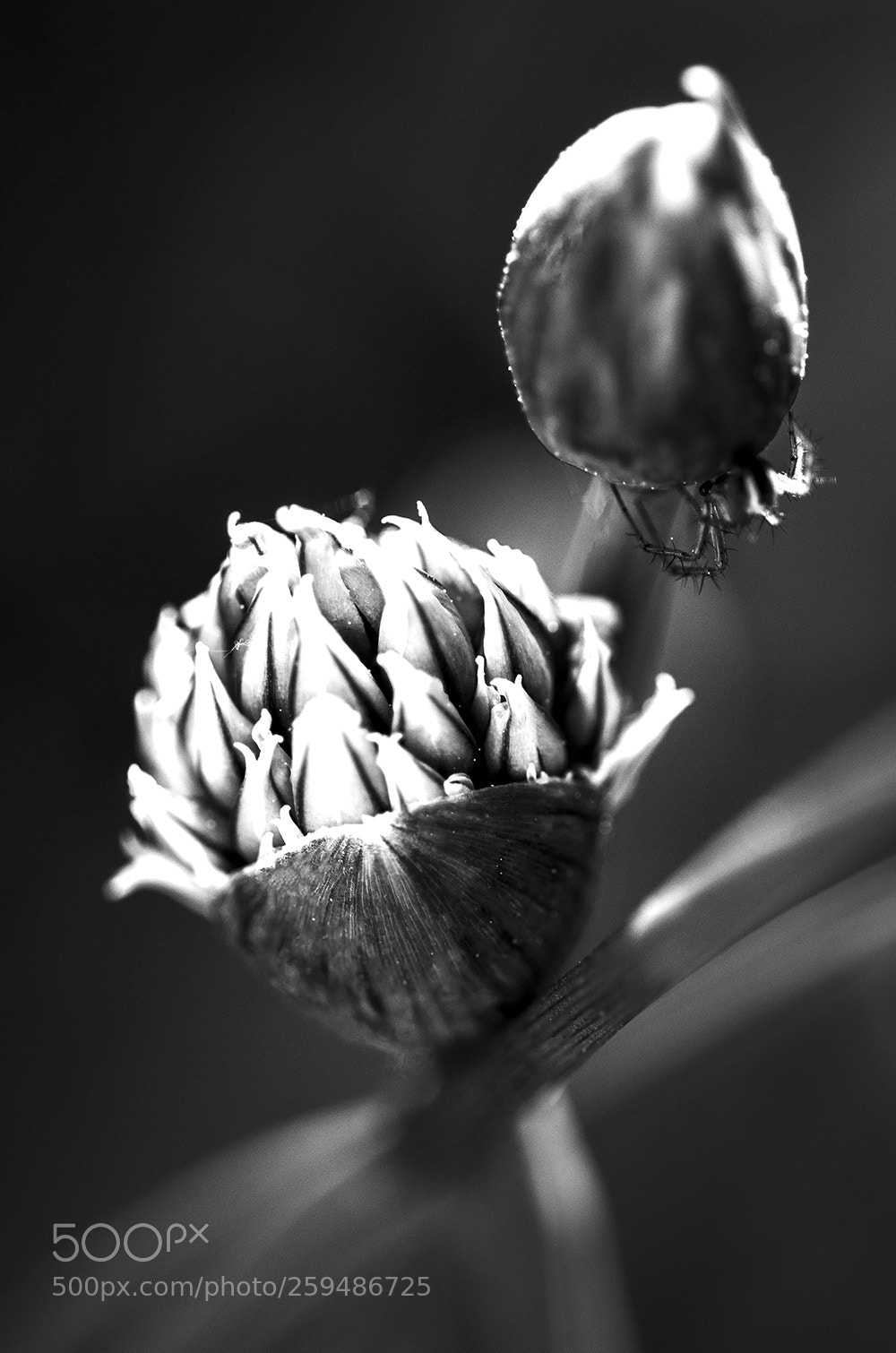 Canon EOS 70D sample photo. Schniitlauch photography