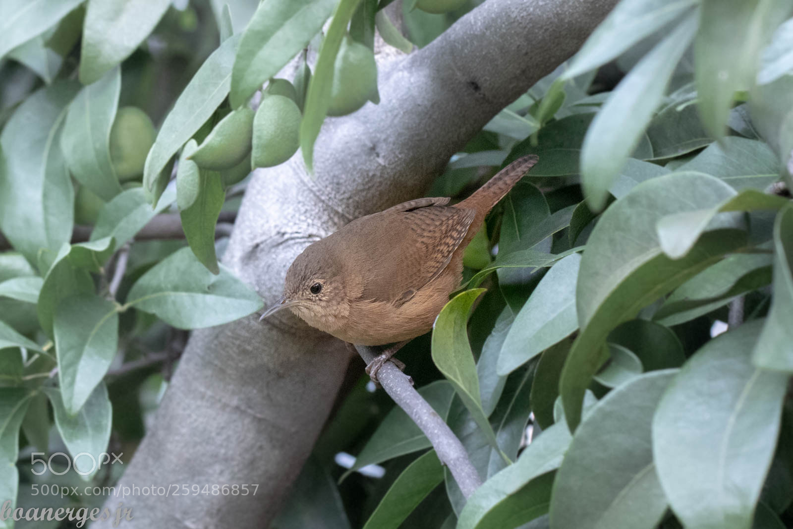 Canon EOS 80D sample photo. Southern house wren photography