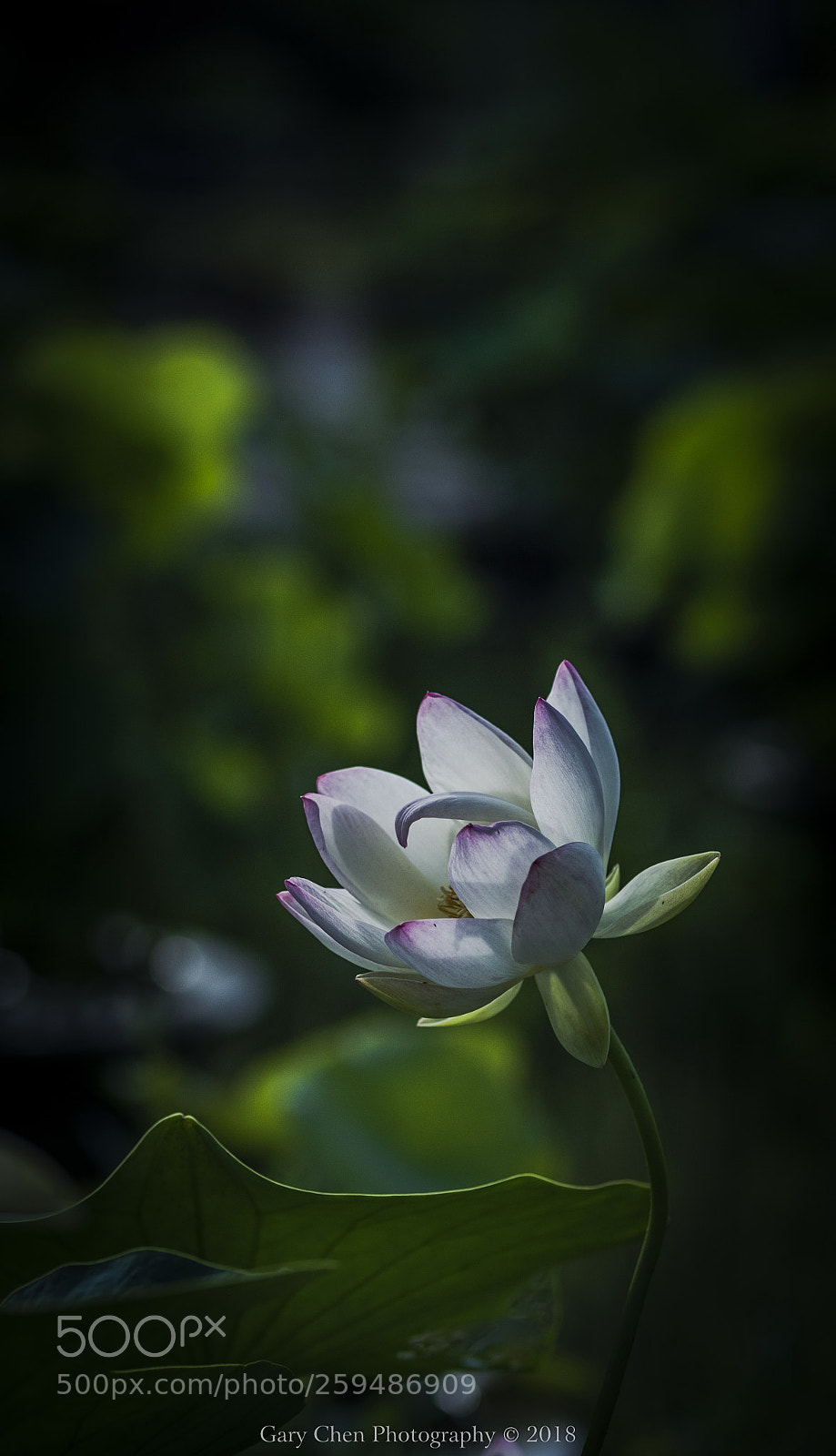 Nikon D810 sample photo. 静若仙子if a static fairy photography