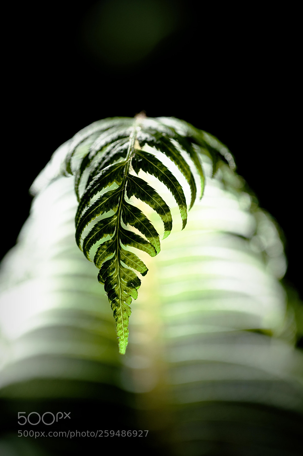 Fujifilm X-T2 sample photo. Fern in the light photography