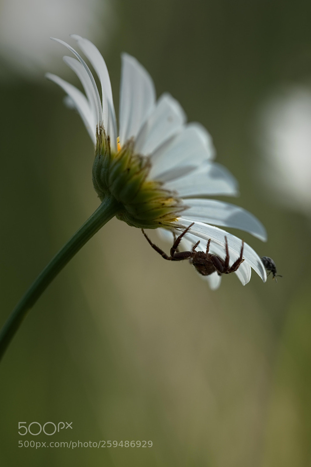 Fujifilm X-T2 sample photo. Spider waiting to ambush photography