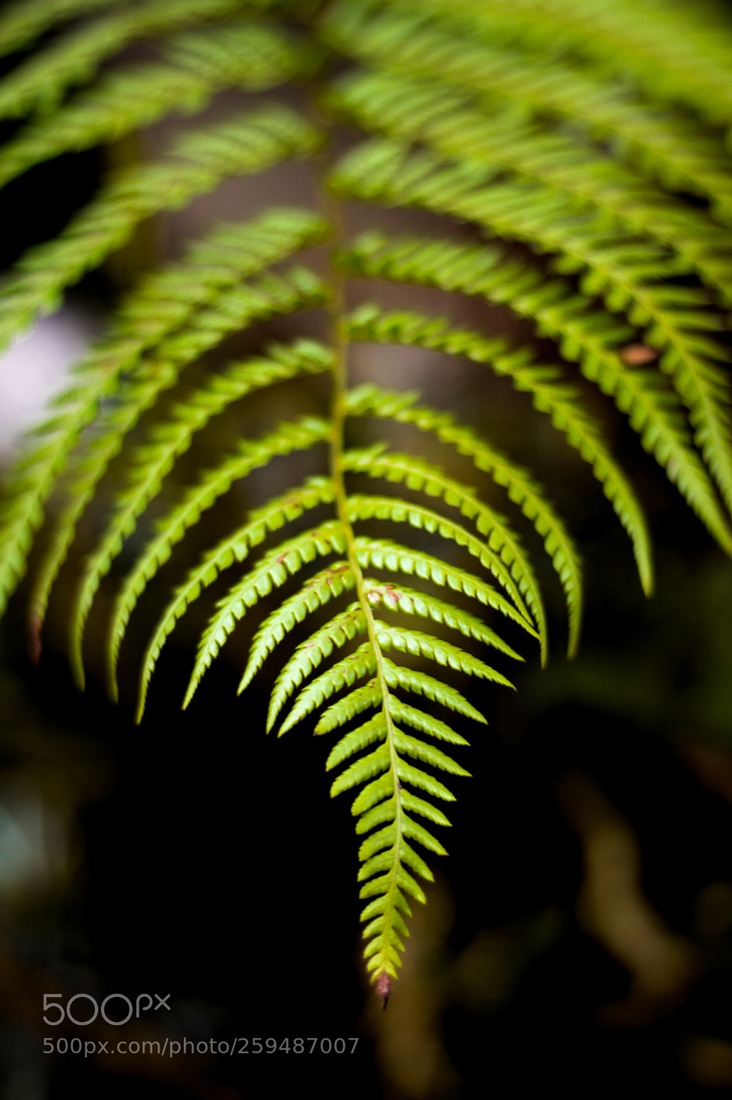 Canon EOS 750D (EOS Rebel T6i / EOS Kiss X8i) sample photo. Xaxim leaf photography