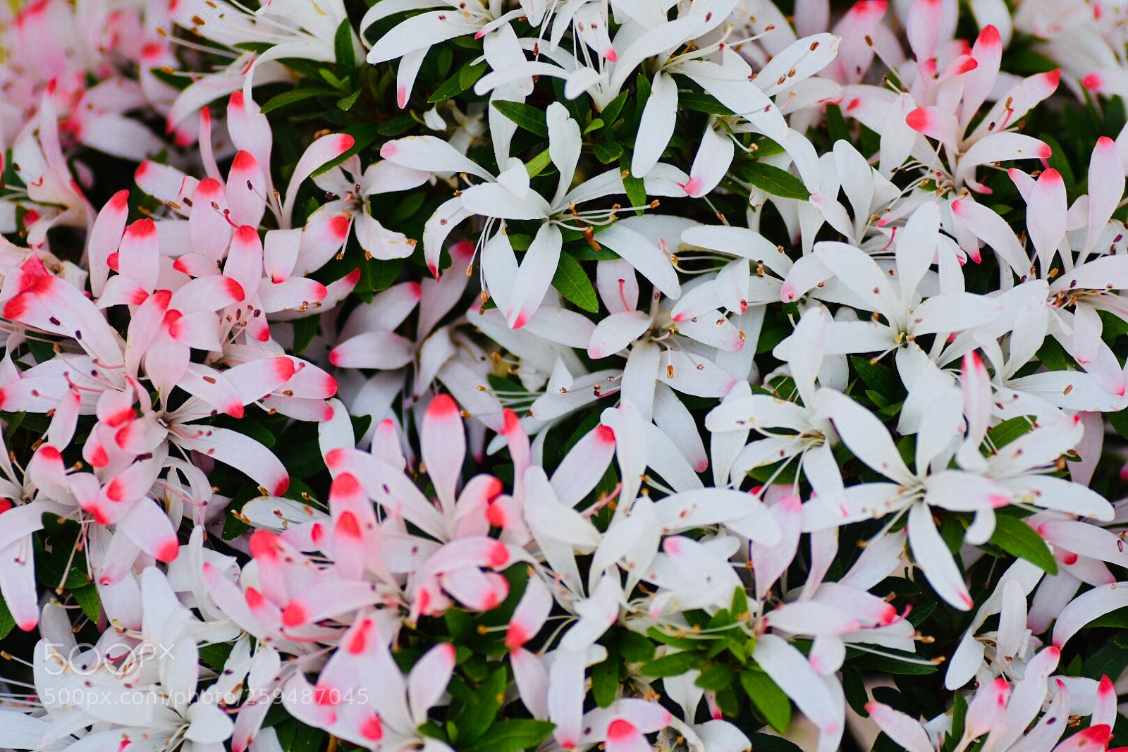 Nikon D7200 sample photo. Satsuki azalea 3 photography