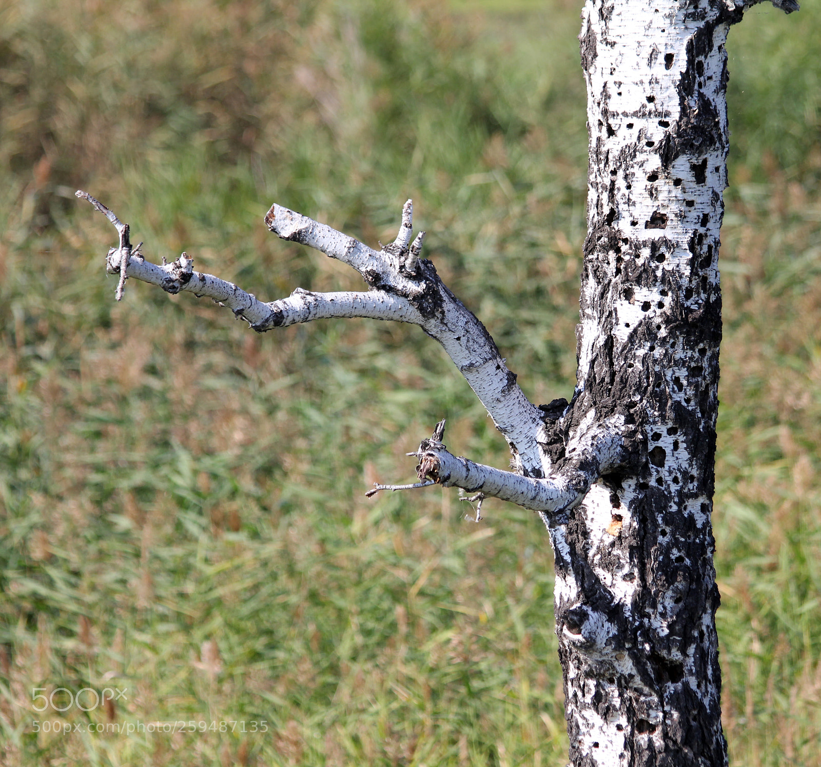 Canon EOS 60D sample photo. * * * photography