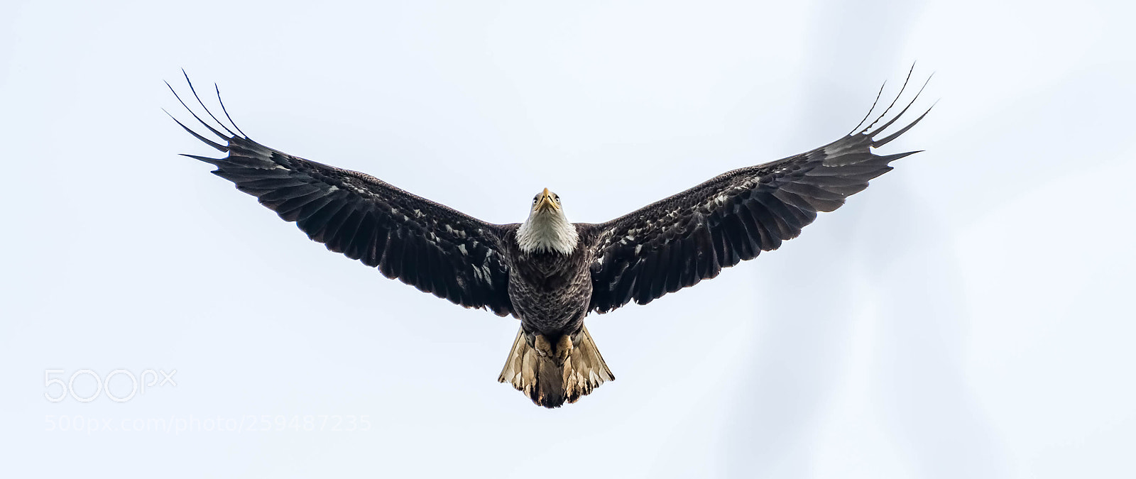 Nikon D500 sample photo. Bald eagle fly over photography