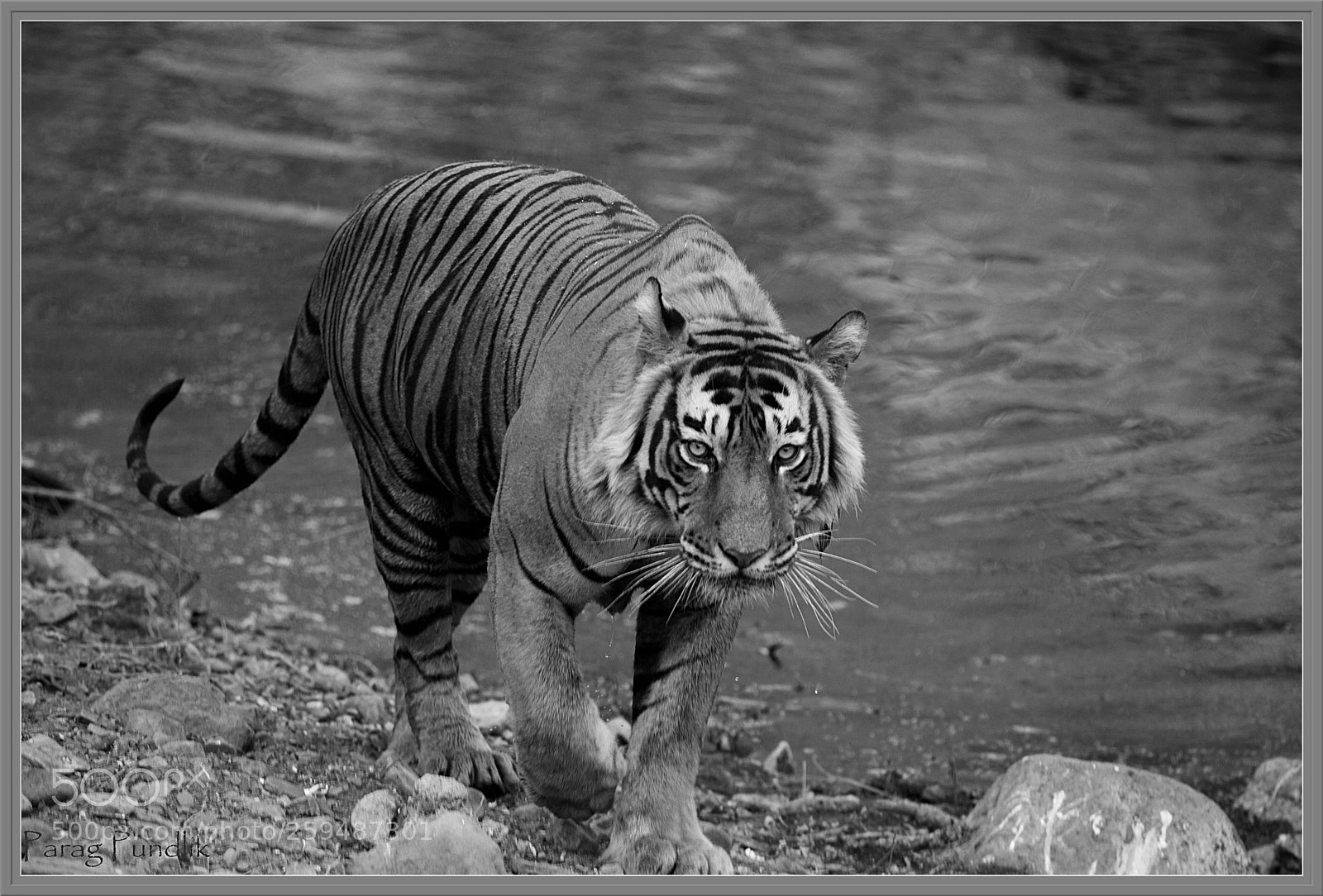Canon EOS 6D sample photo. Tigers of india photography