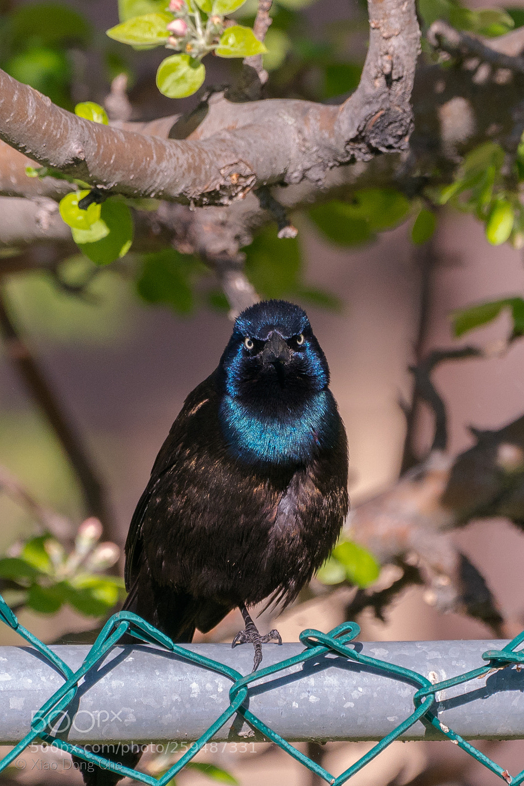 Sony a9 sample photo. Common grackle photography
