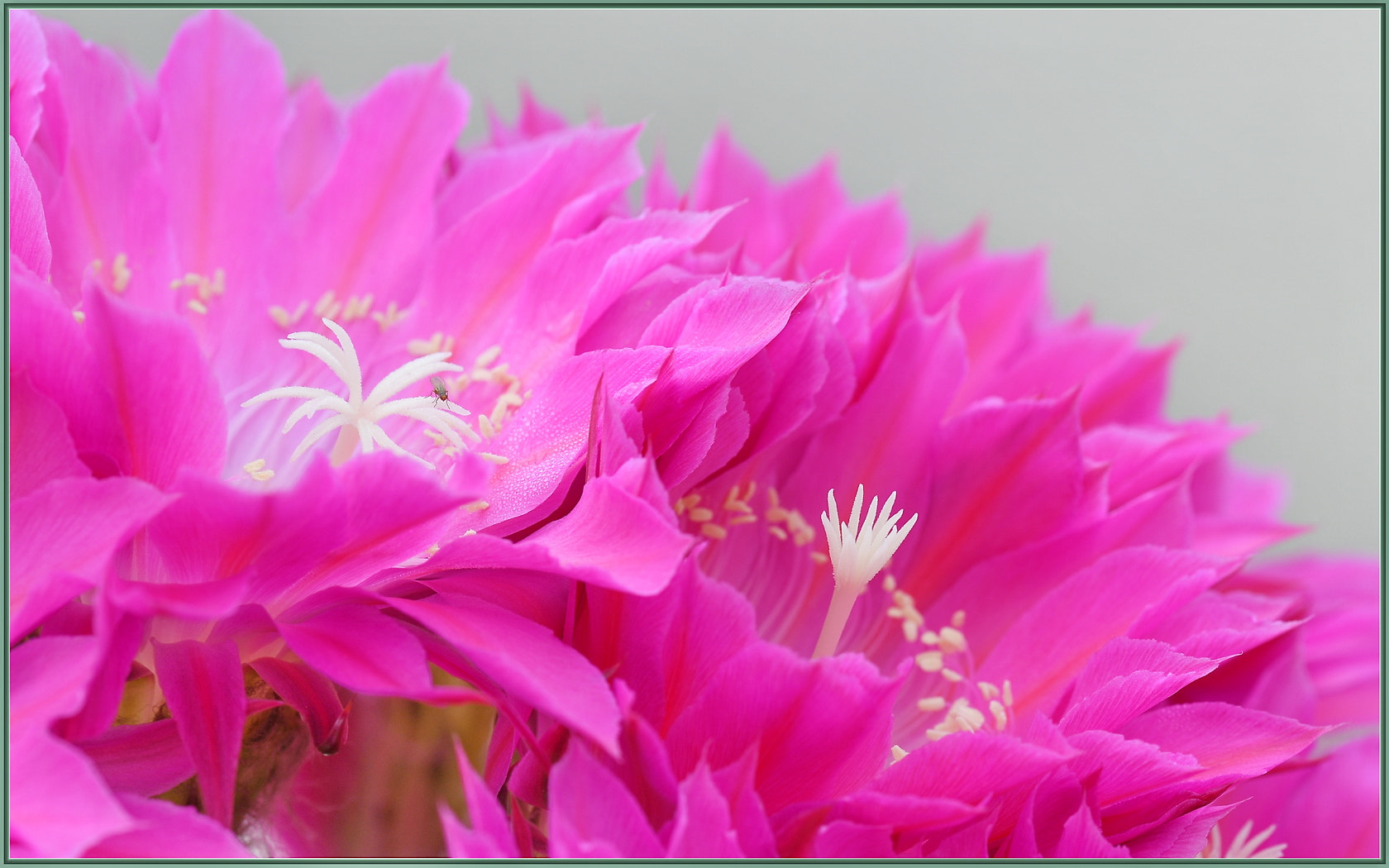 Sigma 105mm F2.8 EX DG OS HSM sample photo. The pinkest photography