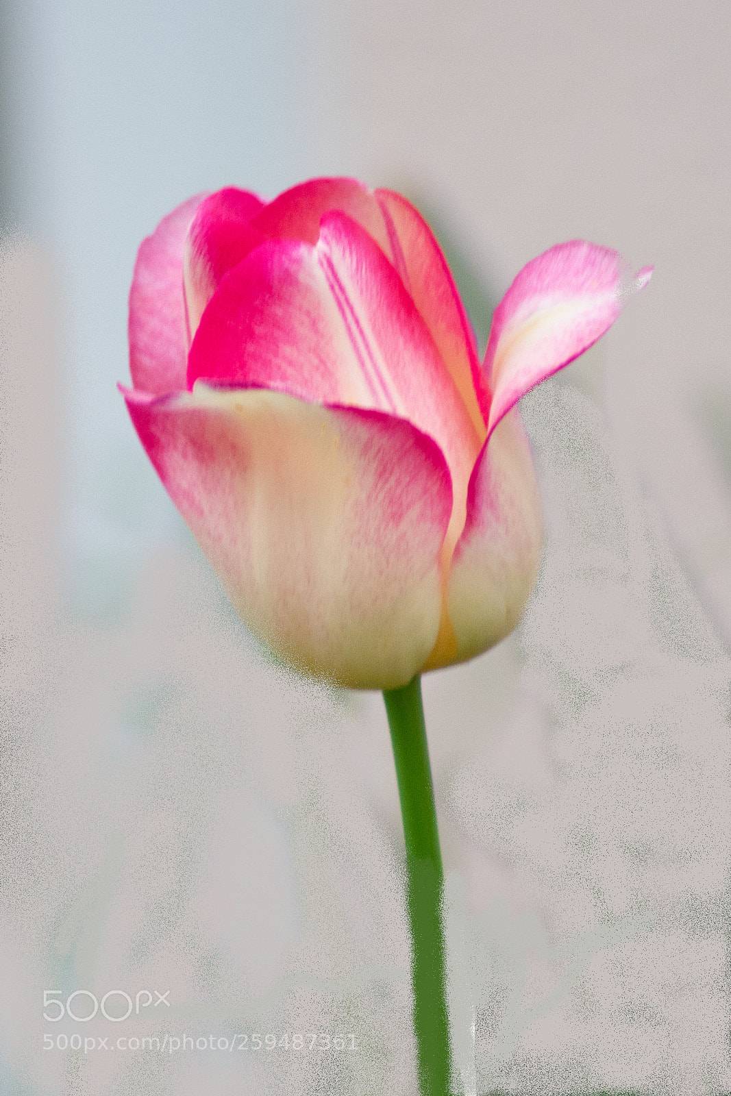 Nikon D3400 sample photo. Pink and white tulips photography