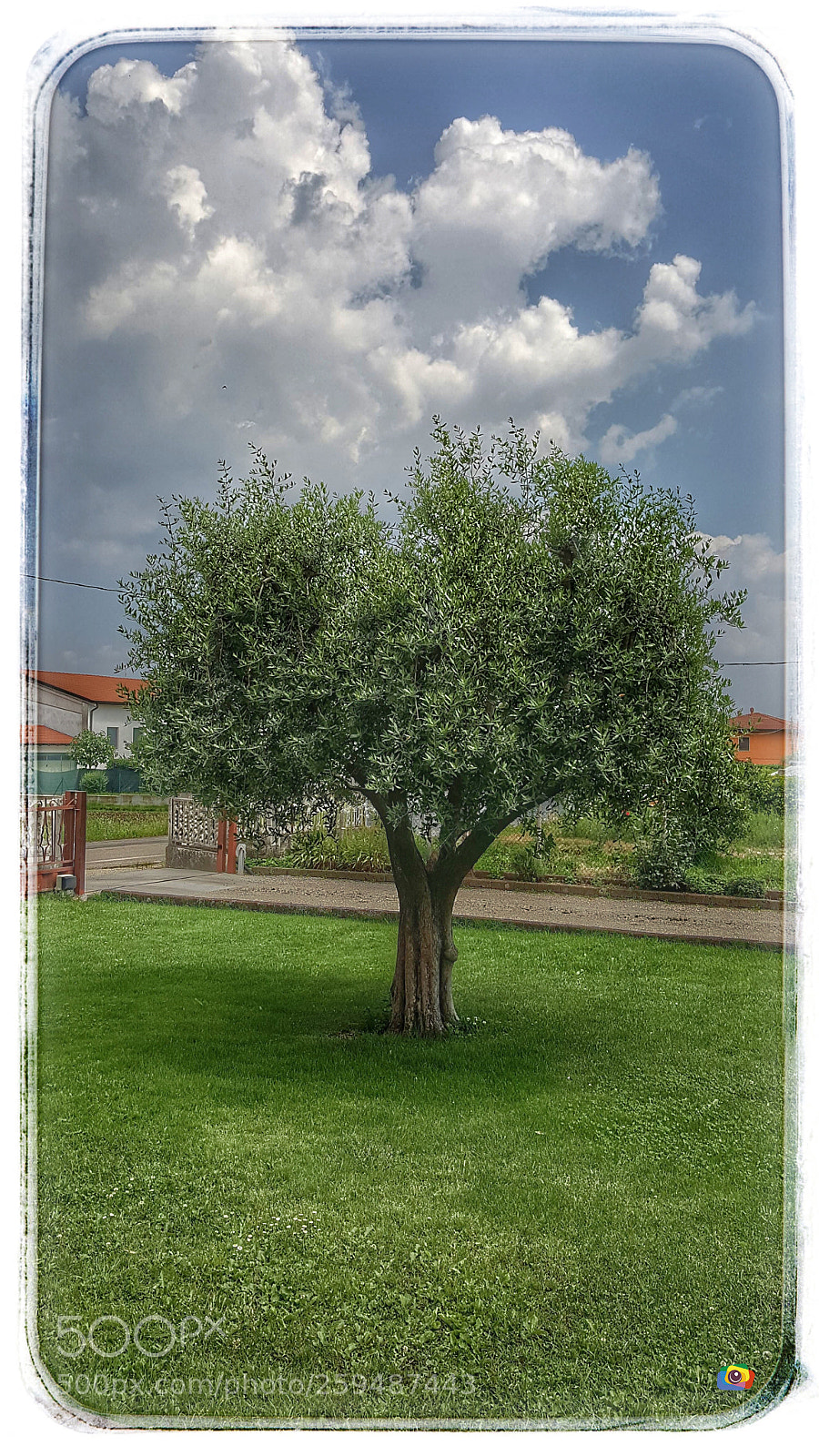 Samsung Galaxy S6 sample photo. Ulivo photography